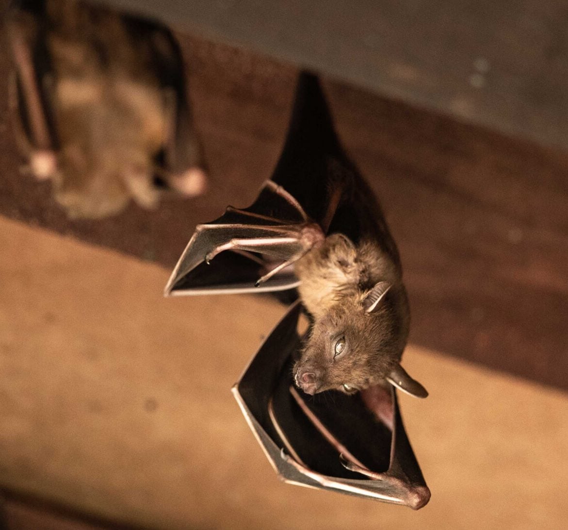 Wildlife-Bats in Greenwood